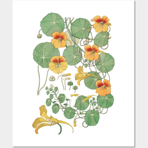 Capucine nasturtium from La Plante et ses Applications ornementales 1896 Wall Art by Anodyle